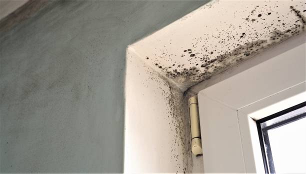Best HVAC Mold Inspection and Cleaning  in Coleytown, CT