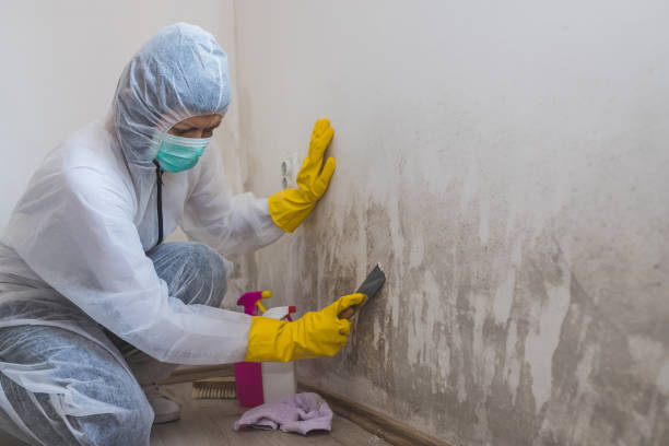 Best Air Quality Testing for Mold Spores  in Coleytown, CT