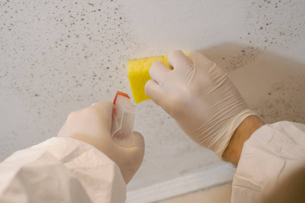 Best Mold-Related Health Consultation  in Coleytown, CT