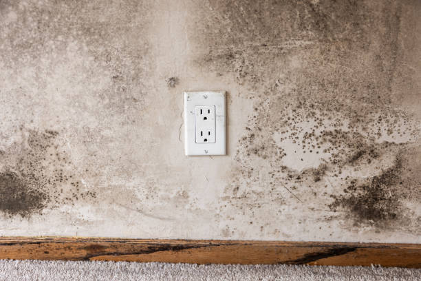 Best Black Mold Removal  in Coleytown, CT