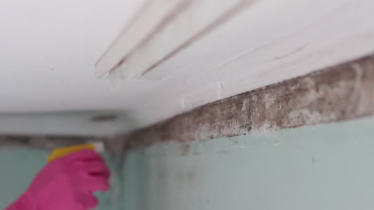 Best Industrial Mold Remediation  in Coleytown, CT